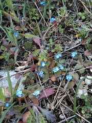 Myosotis litoralis