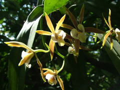 Prosthechea pterocarpa