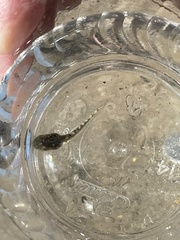 Pseudacris