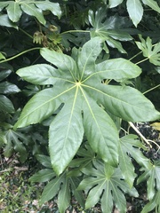 Fatsia