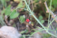 Lathyrus setifolius