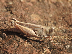 Calliptamus madeirae