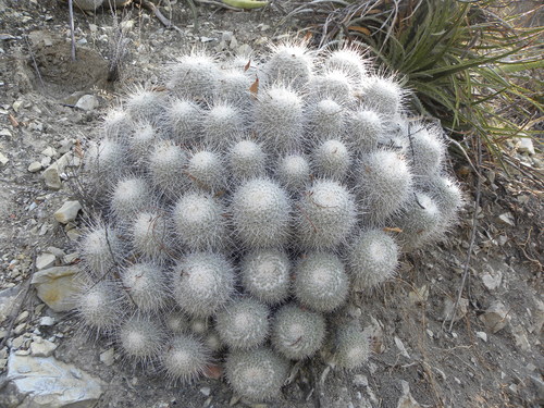 Mammillaria geminispina