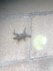 Sceloporus occidentalis