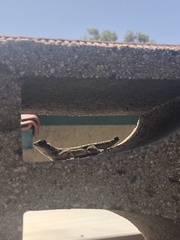 Sceloporus occidentalis