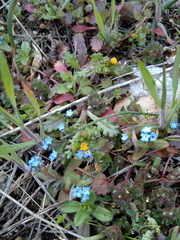 Myosotis litoralis
