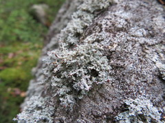 Stereocaulon dactylophyllum