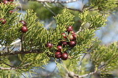 Juniperus phoenicea