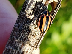 Paranaemia vittigera