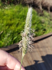 Alopecurus geniculatus