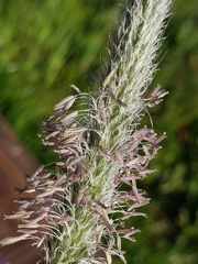 Alopecurus geniculatus