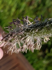 Alopecurus geniculatus