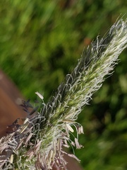 Alopecurus geniculatus