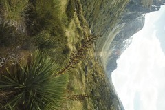 Aciphylla horrida