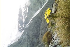 Dolichoglottis lyallii