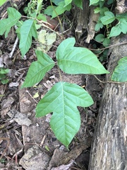 Toxicodendron radicans negundo
