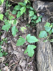 Toxicodendron radicans negundo
