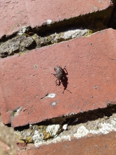 Large Pine Weevil, 6102 XW Echt, Nederland, photo 9 of 10