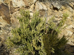 Mortonia utahensis