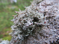Stereocaulon dactylophyllum