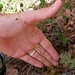 Drosera auriculata - Photo (c) Jon Sullivan, some rights reserved (CC BY)