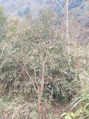 Camellia oleifera