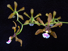 Encyclia aenicta