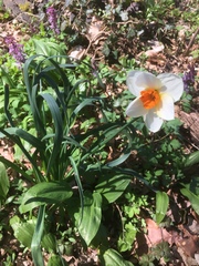 Narcissus × incomparabilis