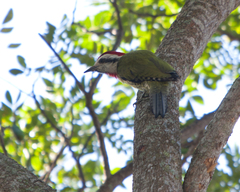 Xiphidiopicus percussus