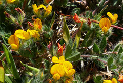 Lotus parviflorus