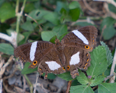 Anartia chrysopelea