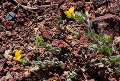 Lotus parviflorus