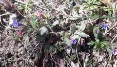 Pulmonaria officinalis