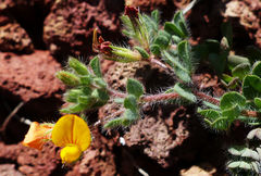 Lotus parviflorus