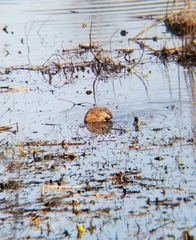 Ondatra zibethicus zibethicus