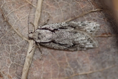 Semioscopis avellanella