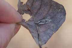 Semioscopis avellanella