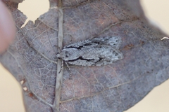 Semioscopis avellanella