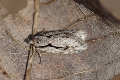 Semioscopis avellanella