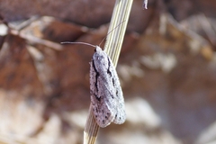 Semioscopis avellanella