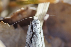 Semioscopis avellanella