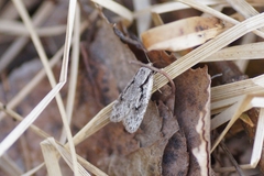 Semioscopis avellanella