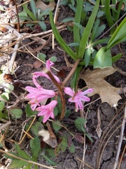 Hyacinthus