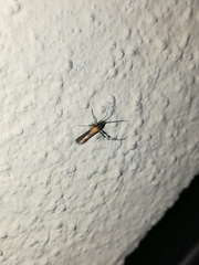 Aetole unipunctella