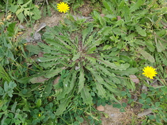 Leontodon longirostris