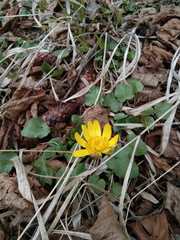 Ficaria verna calthifolia