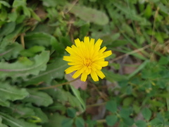 Leontodon longirostris