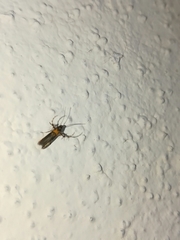 Aetole unipunctella