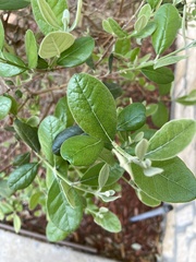 Feijoa sellowiana