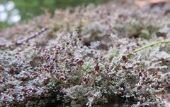 Stereocaulon dactylophyllum